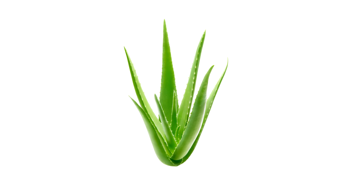 Aloe Barbadensis Flower (Aloe) Extract