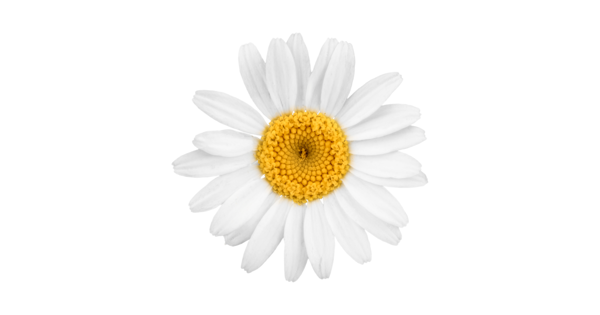 Bellis Perennis (Daisy) Flower Extract