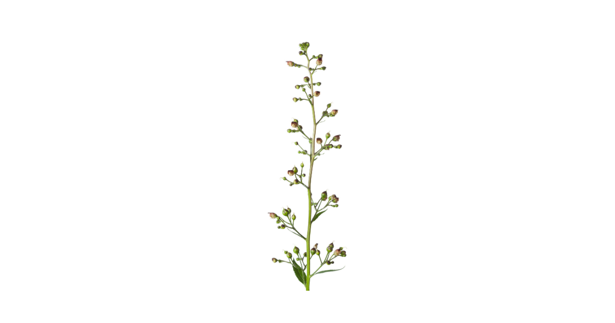 Schrophularia Nodosa (Figwort) Extract