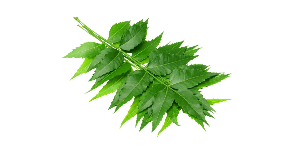 Melia Azadirachta (Neem) Leaf Extract