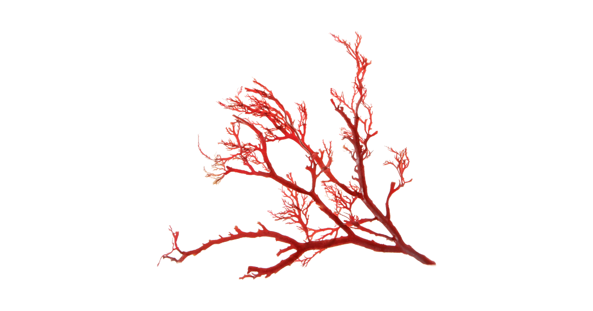Porphyra Umbilicalis (Red Algae) Extract