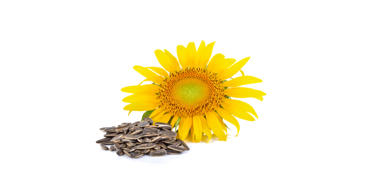 Helianthus Annuus (Sunflower) Seed Oil