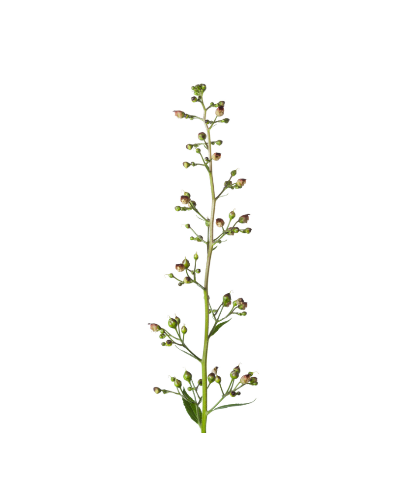 Schrophularia Nodosa (Figwort) Extract
