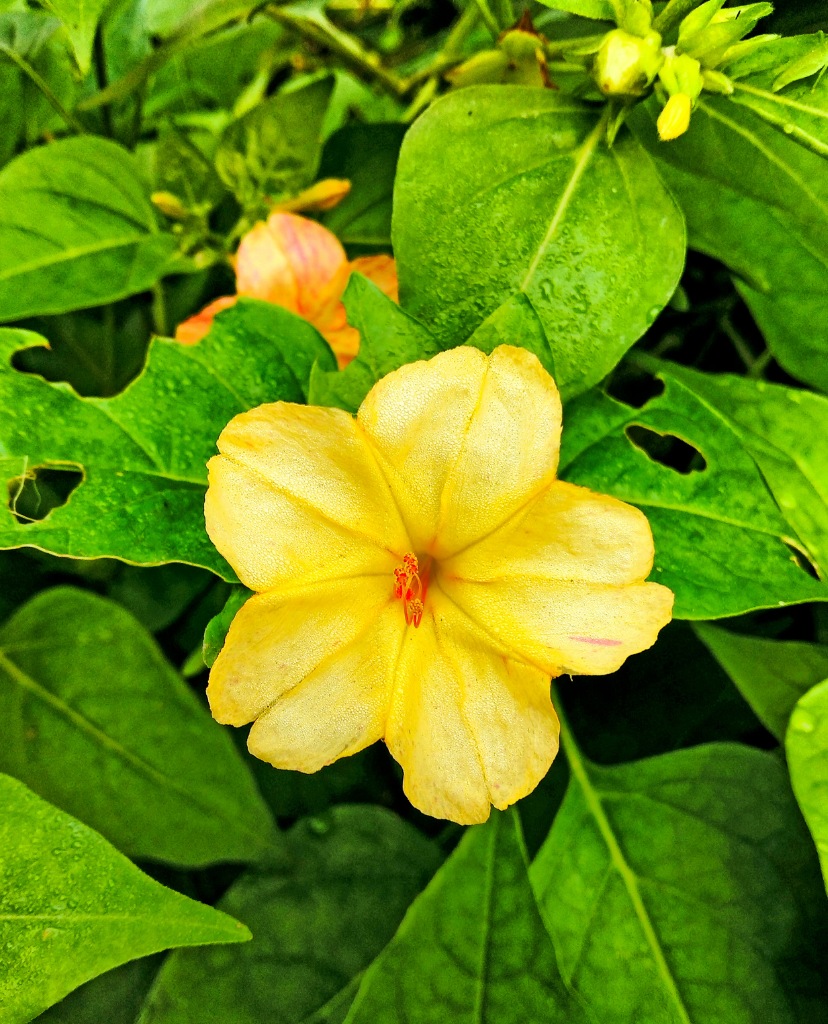 Mirabilis Jalapa Extract (Four O’ Clock Flower)