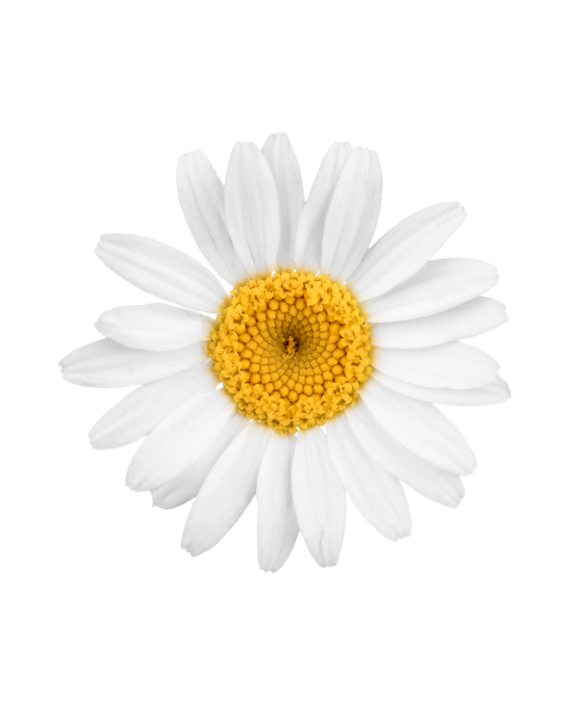 HH_Int_Daisy