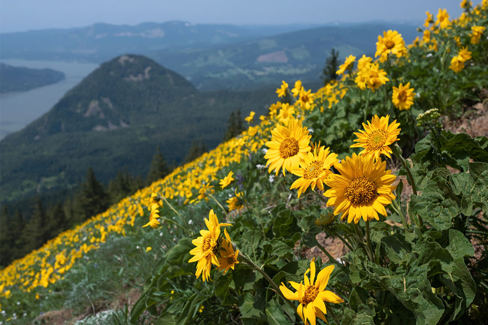 Aug_blog_arnica