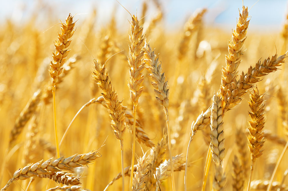 wheat wheat